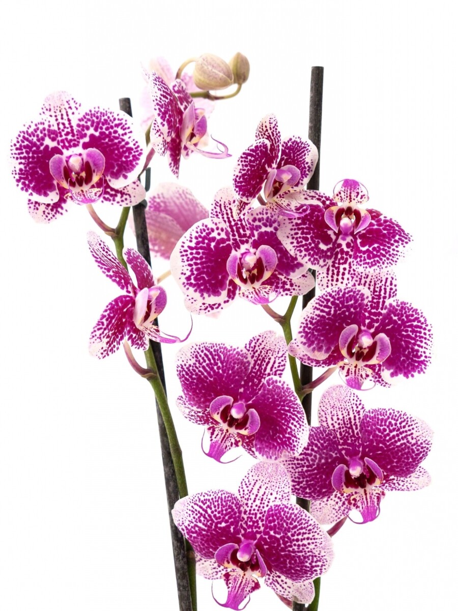 ORQUÍDEA PHALAENOPSIS VARAS RECTAS ORQUÍDEA PHALAENOPSIS VARAS RECTAS