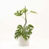 MONSTERA MINIMA CON PORTAMACETA BLANCO
