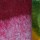 Bufanda Hardy Fucsia