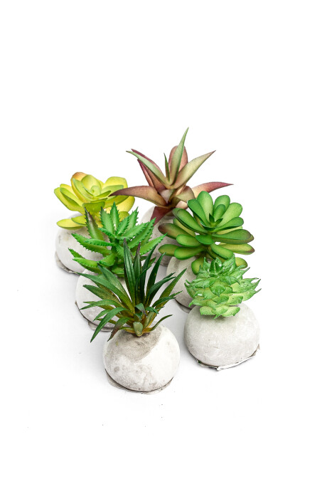 Planta Moa Mini, Mix Color Unico
