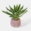 PLANTA ARTIF C/MACETERO 10X24CM Unica