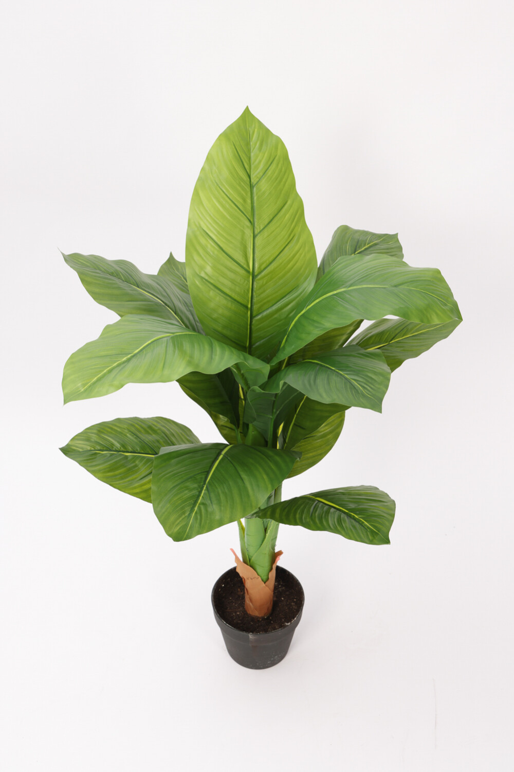 Planta Planta(con Maceta) Color Unico