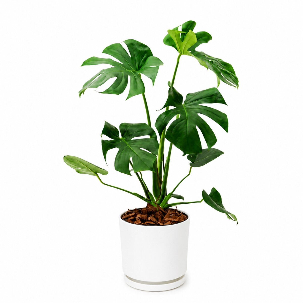 MONSTERA EN MACETA CERAMICA CON PLATO - BLANCA 