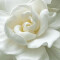 Recarga para difusor de ambientes 250ml Gardenia