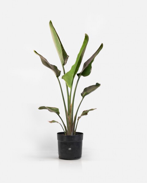 Strelitzia Nicolai M - H: 1.2m