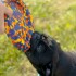 Juguete Para Perro Frisbee Disco Mascota Resistente Calidad Color Variante Verde Fluor
