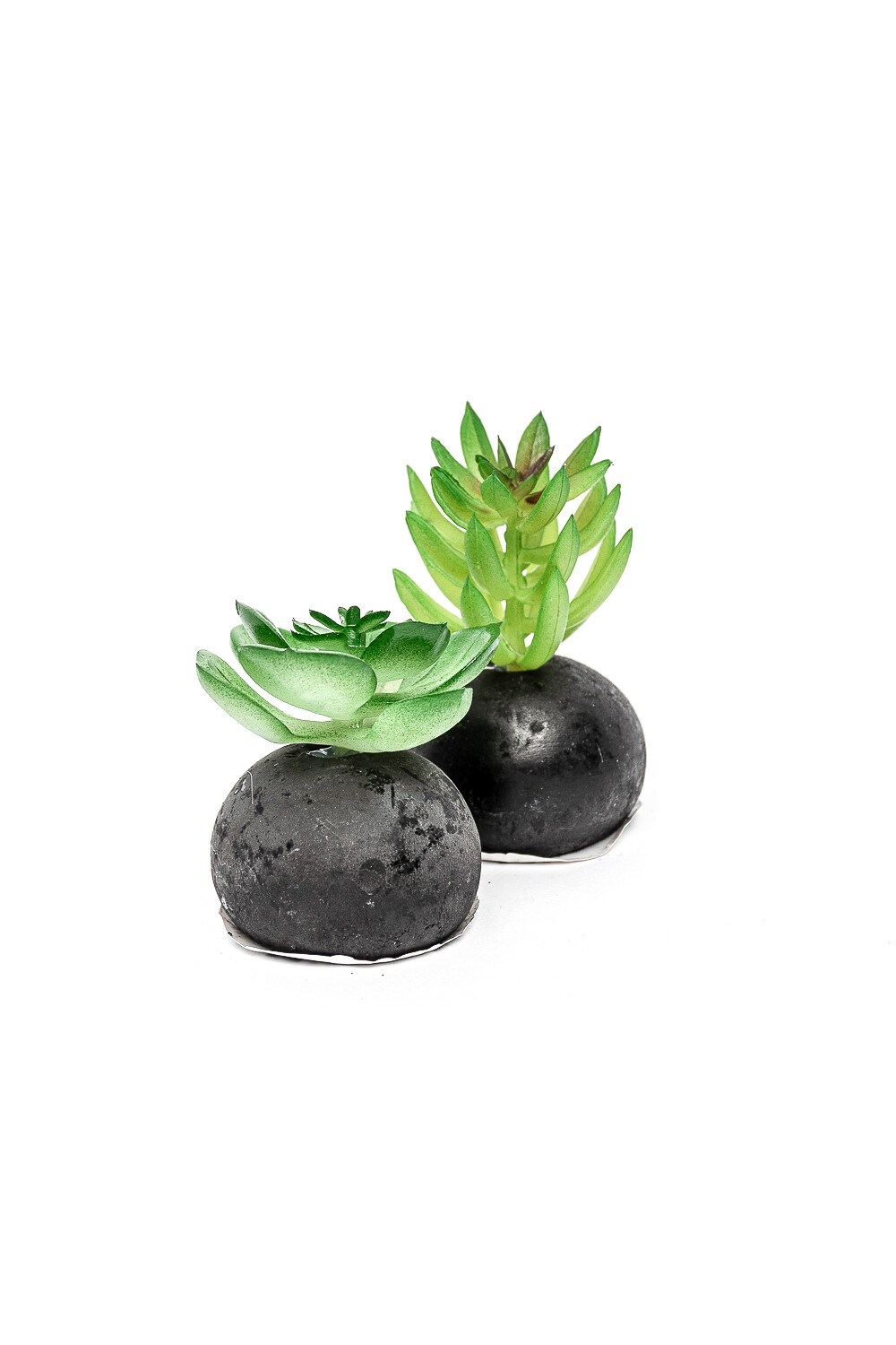 Planta Moa Mini, Mix Color Unico