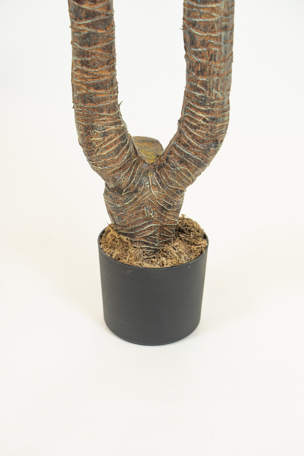 Planta Cycas Revoluta Color Unico