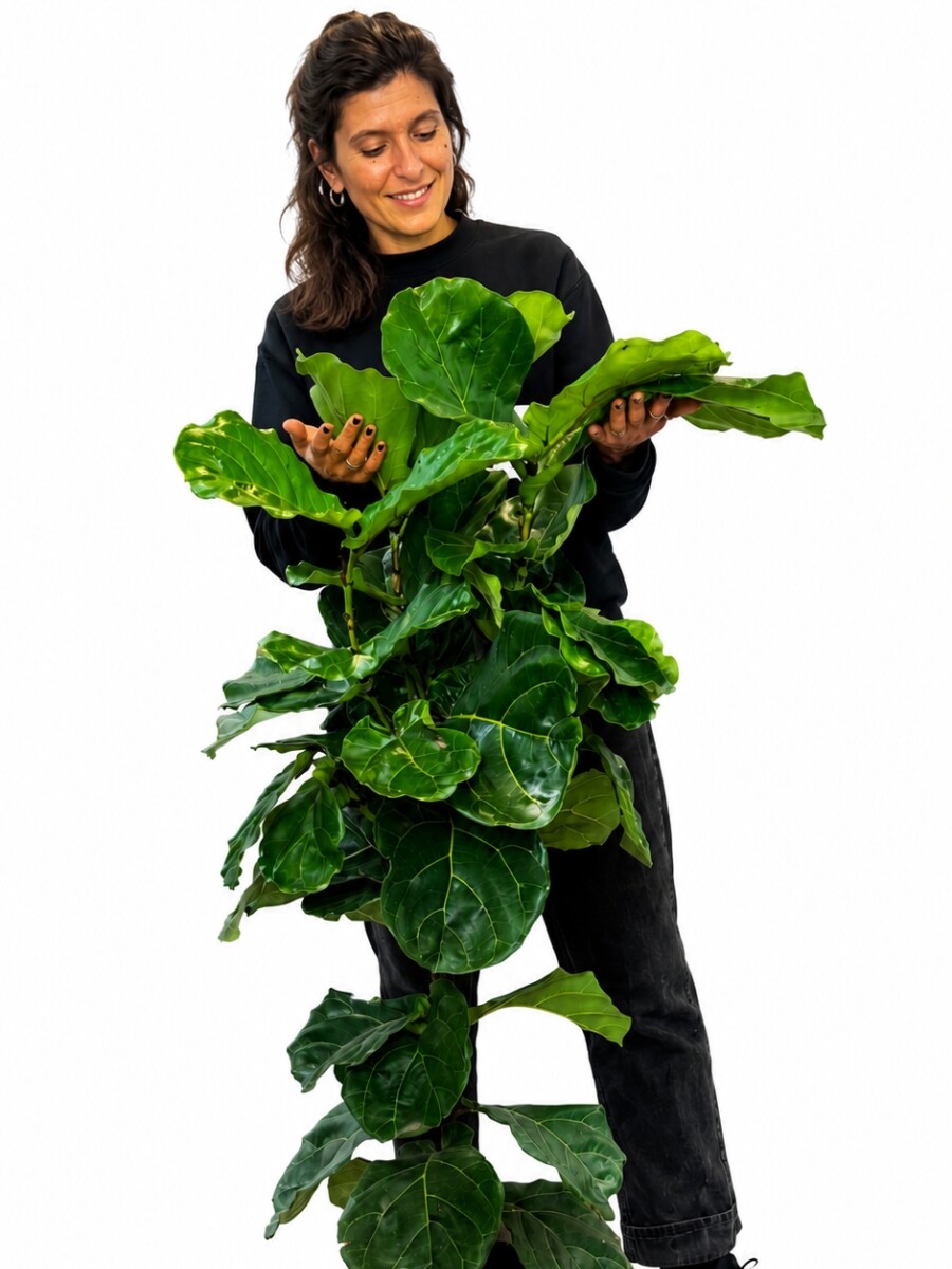 FICUS LYRATA XL HOJA GRANDE 1,5 MTS APROX FICUS LYRATA XL HOJA GRANDE 1,5 MTS APROX