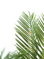 Planta Palmera 50cm Negro