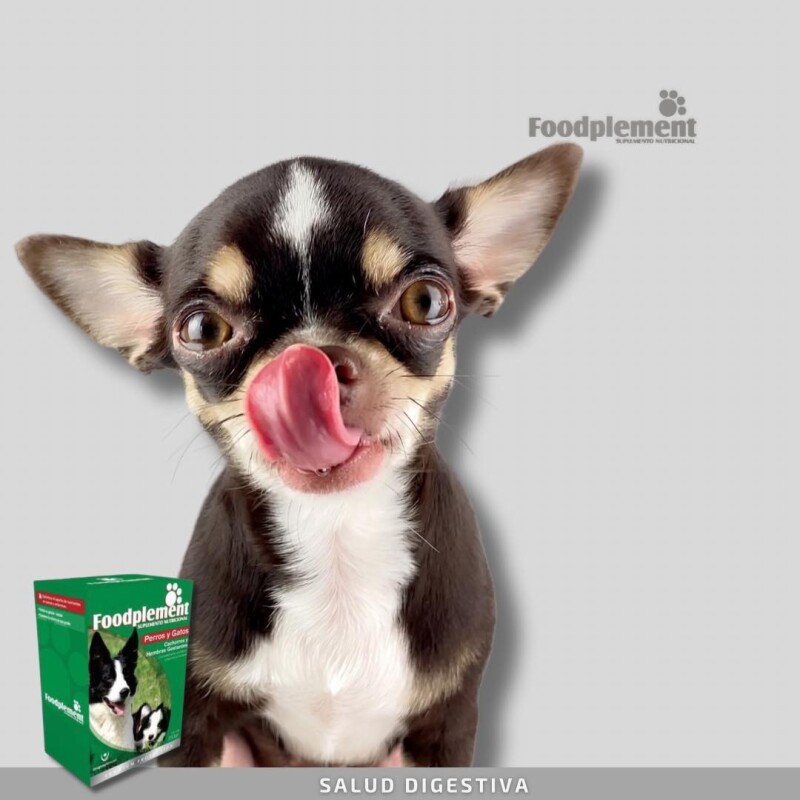 SUPLEMENTO NUTRICIONAL FOODPLEMENT CACHORROS Y HEMBRAS GESTANTES CAJA DE 250 GMS SUPLEMENTO NUTRICIONAL FOODPLEMENT CACHORROS Y HEMBRAS GESTANTES CAJA DE 250 GMS