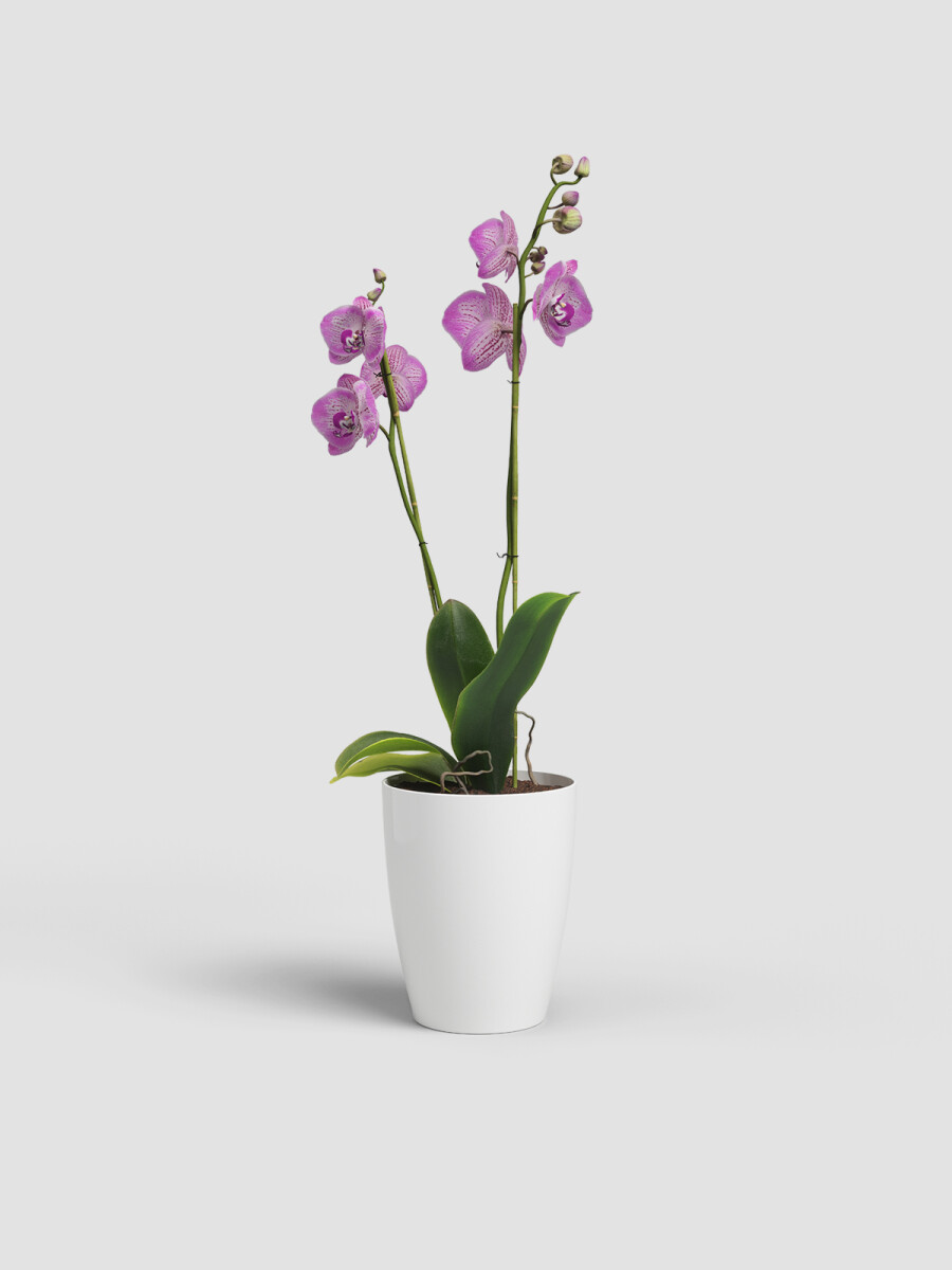 MACETA PARA ORQUIDEA MINI BLANCO