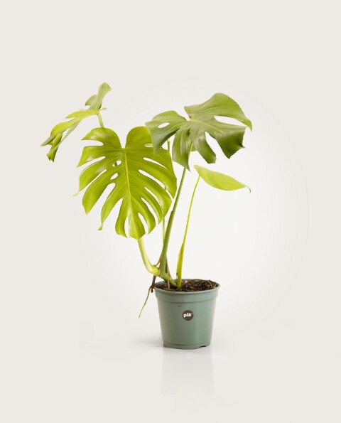 Monstera "esqueleto de caballo" - H: 60cm Monstera "esqueleto de caballo" - H: 60cm