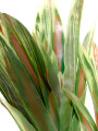 Planta Dracaena 100cm Color Unico