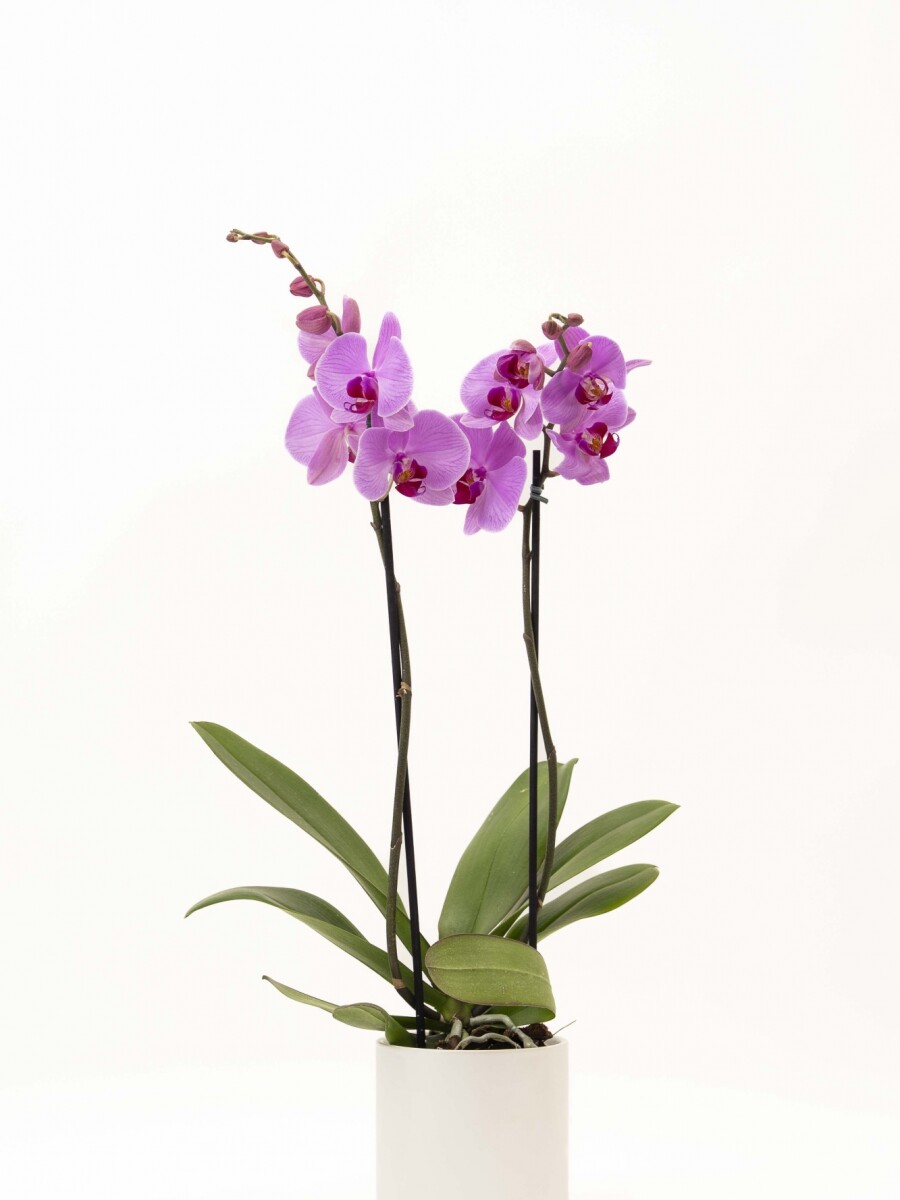 ORQUIDEA CON MACETA MINIMALISTA BLANCA