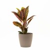 CROTON M CON PORTAMACETA PLASTICO TAUPE