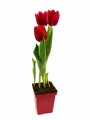 TULIPANES ROJOS TULIPANES ROJOS