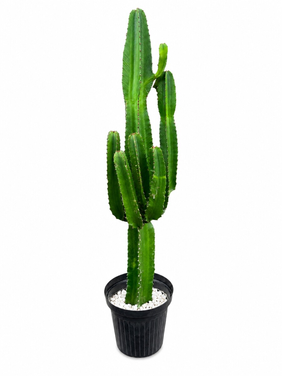 CACTUS EUPHORBIA XL CACTUS EUPHORBIA XL