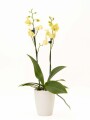 ORQUÍDEA MINI CON PORTA MACETA PORTA MACETA BLANCO