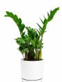 ZAMIOCULCA EN MACETA CERAMICA BLANCA