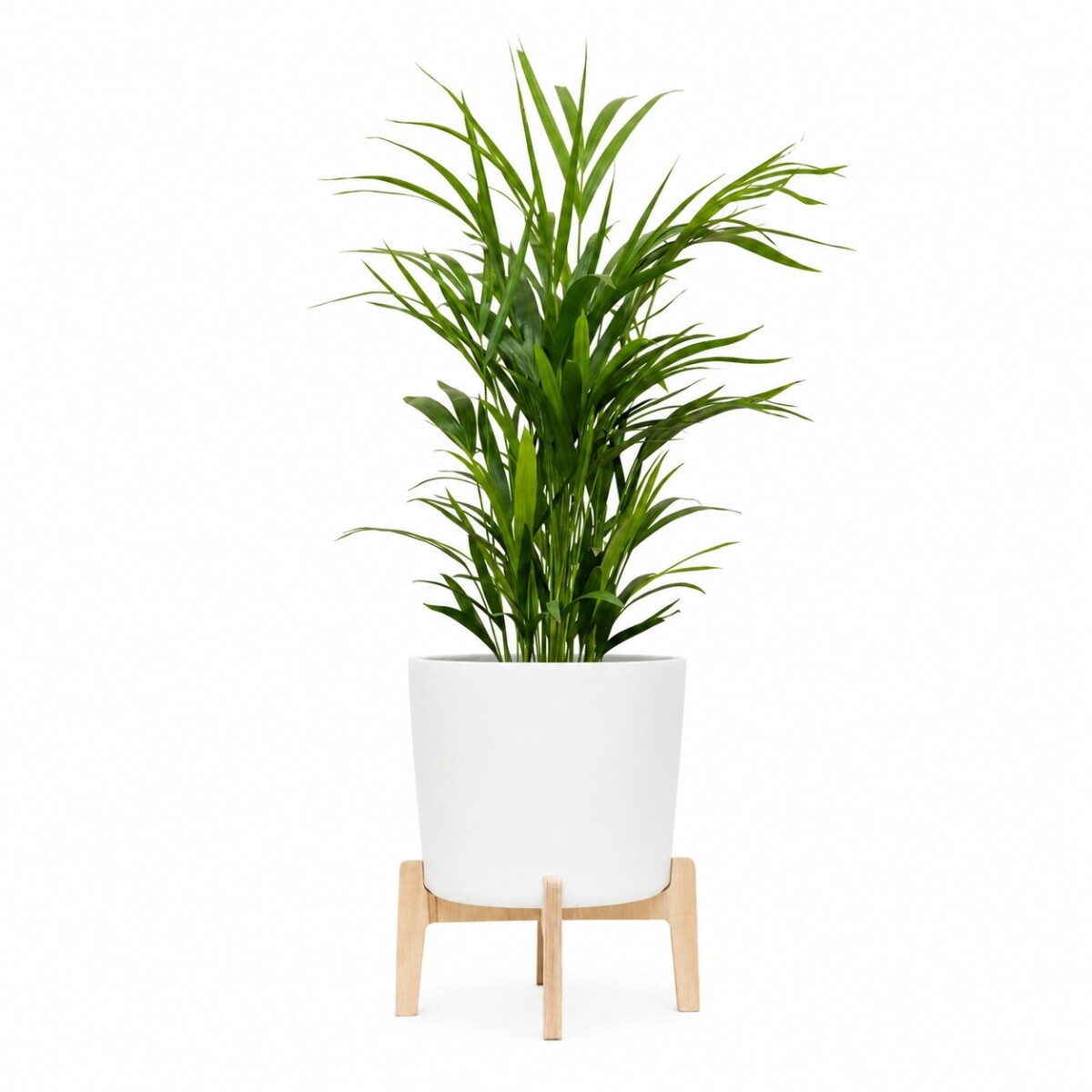 PALMERA ARECA M CON MACETA CERÁMICA Y SOPORTE 