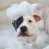 Shampoo Neutro Perro Gato Mascotas Up Clean 750Ml Limpieza Shampoo Neutro Perro Gato Mascotas Up Clean 750Ml Limpieza