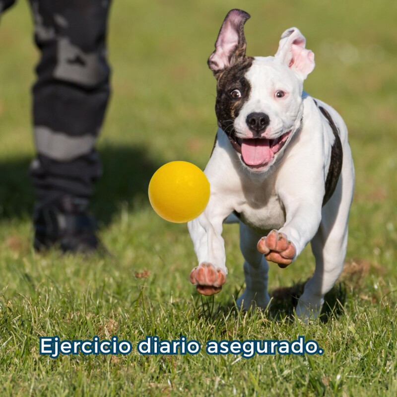 PELOTA MACIZA PARA PERROS 8.5 CM PELOTA MACIZA PARA PERROS 8.5 CM