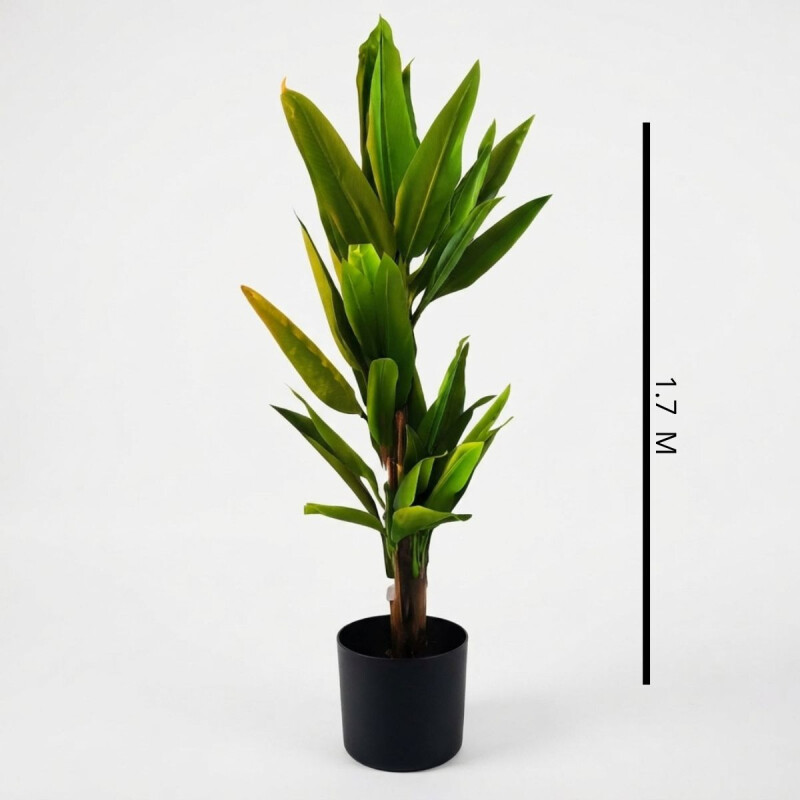 Planta Árbol Bananero 1.7Mts Planta Árbol Bananero 1.7Mts
