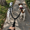 Correa De Paseo Doble Para Mascotas Correa De Paseo Doble Para Mascotas
