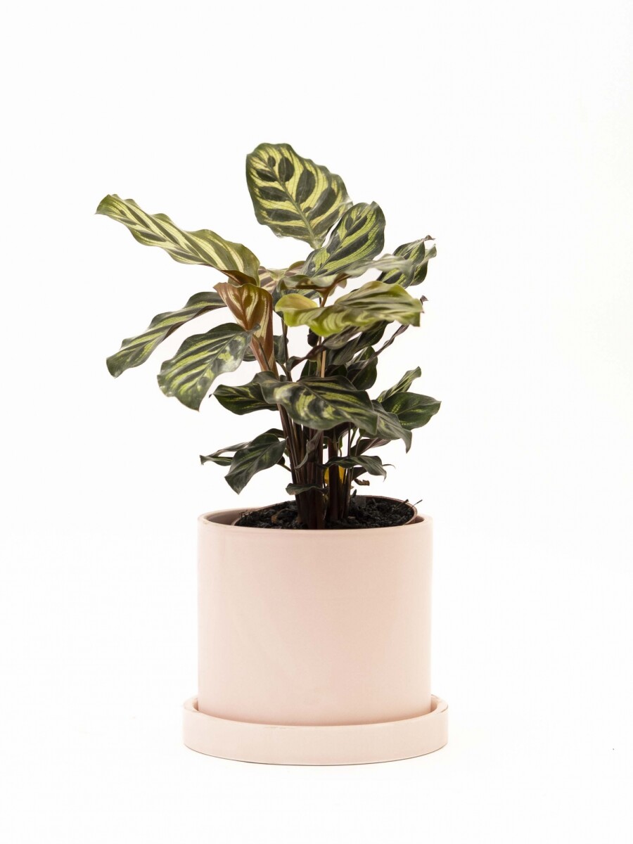 CALATHEA CON MACETA CERAMICA CON PLATO ROSA