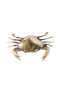ADORNOS CANGREJO BRONZE P