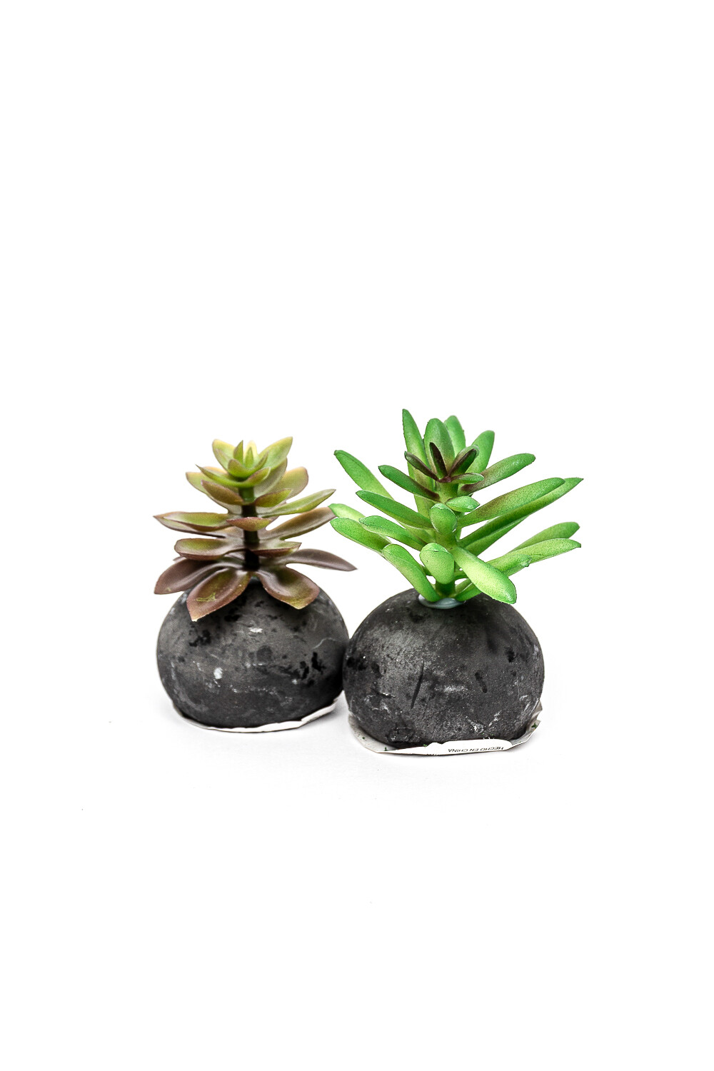 Planta Moa Mini, Mix Color Unico