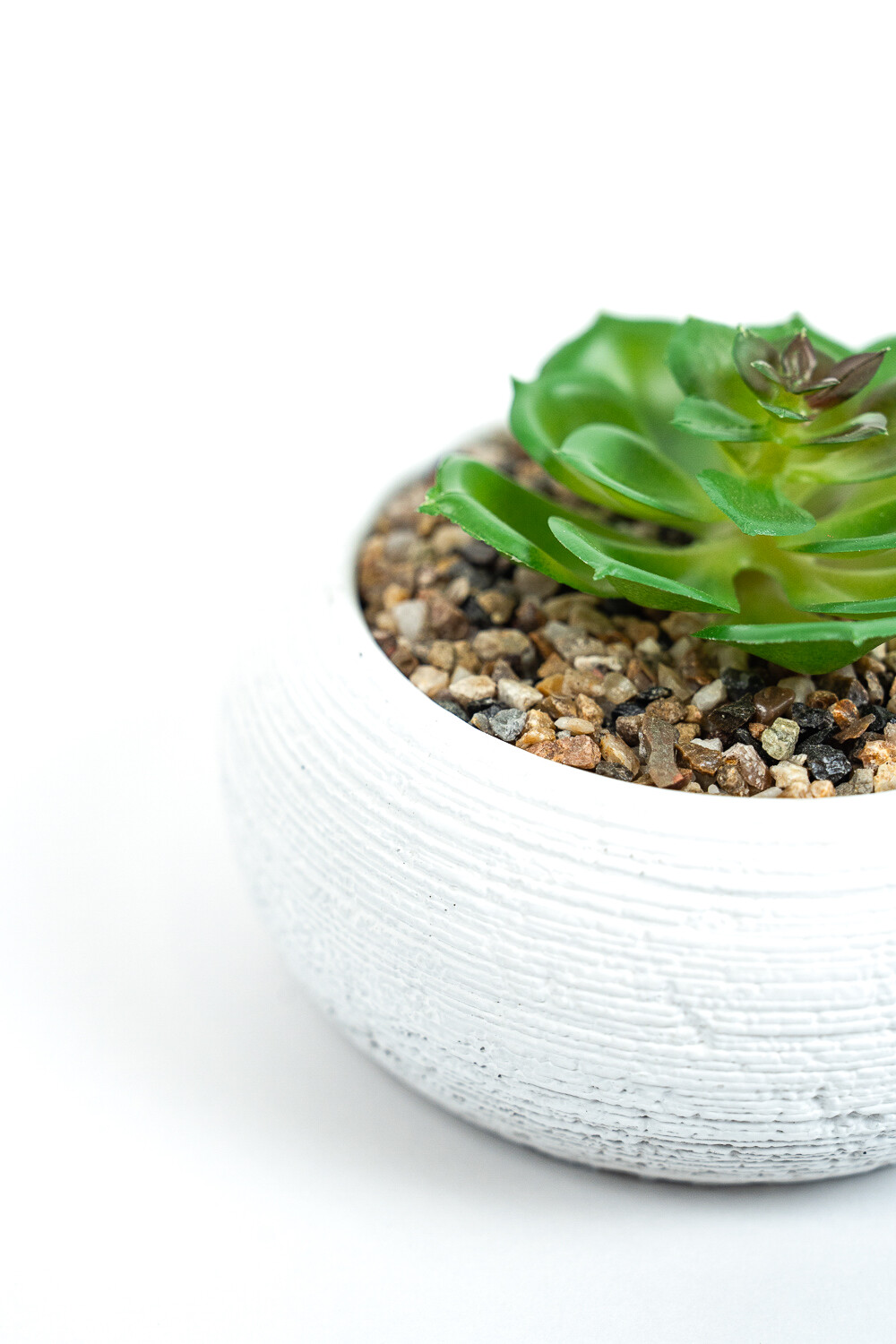 Planta Quovi Estampado 1