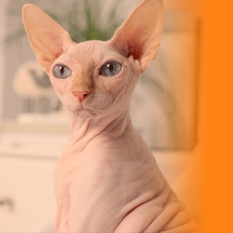 Sphynx - Pets - 18 Sphynx - Pets - 18