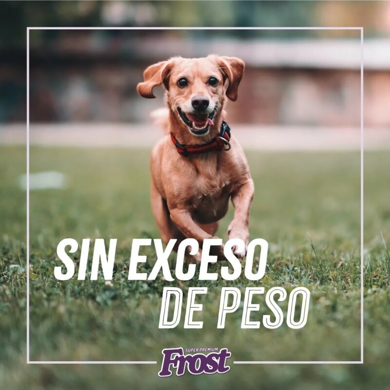 FROST PERROS LIGHT TODAS LAS RAZAS 15 KG + TERMO DE REGALO!