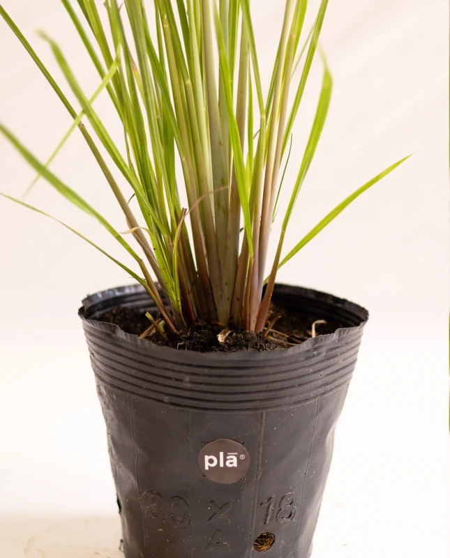 Paspalum Haumanii M - H: 90cm