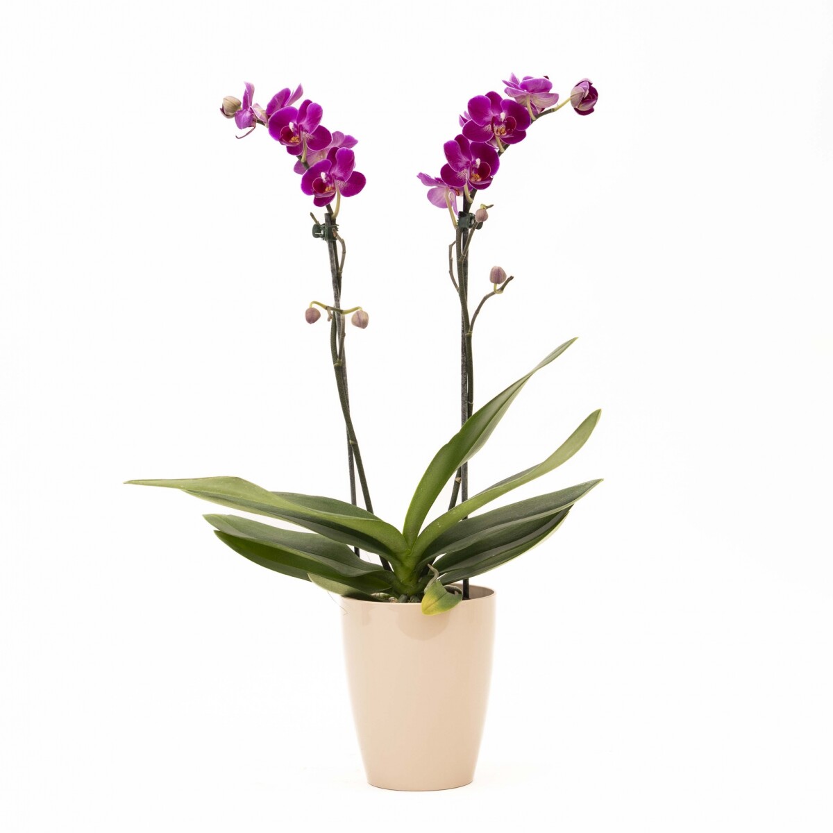 ORQUÍDEA MINI CON PORTA MACETA - PORTA MACETA ROSA 