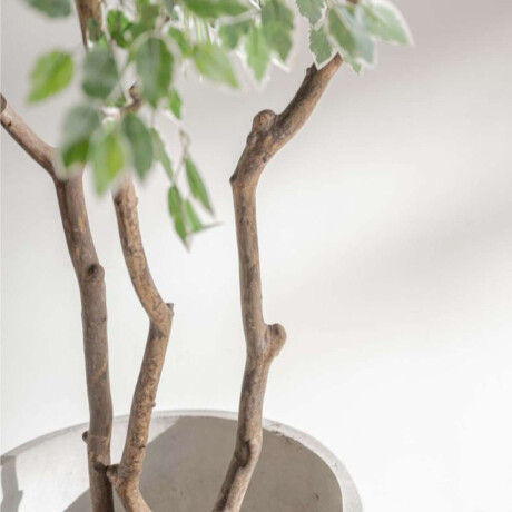 Planta/Ficus Varigata 1.75 M