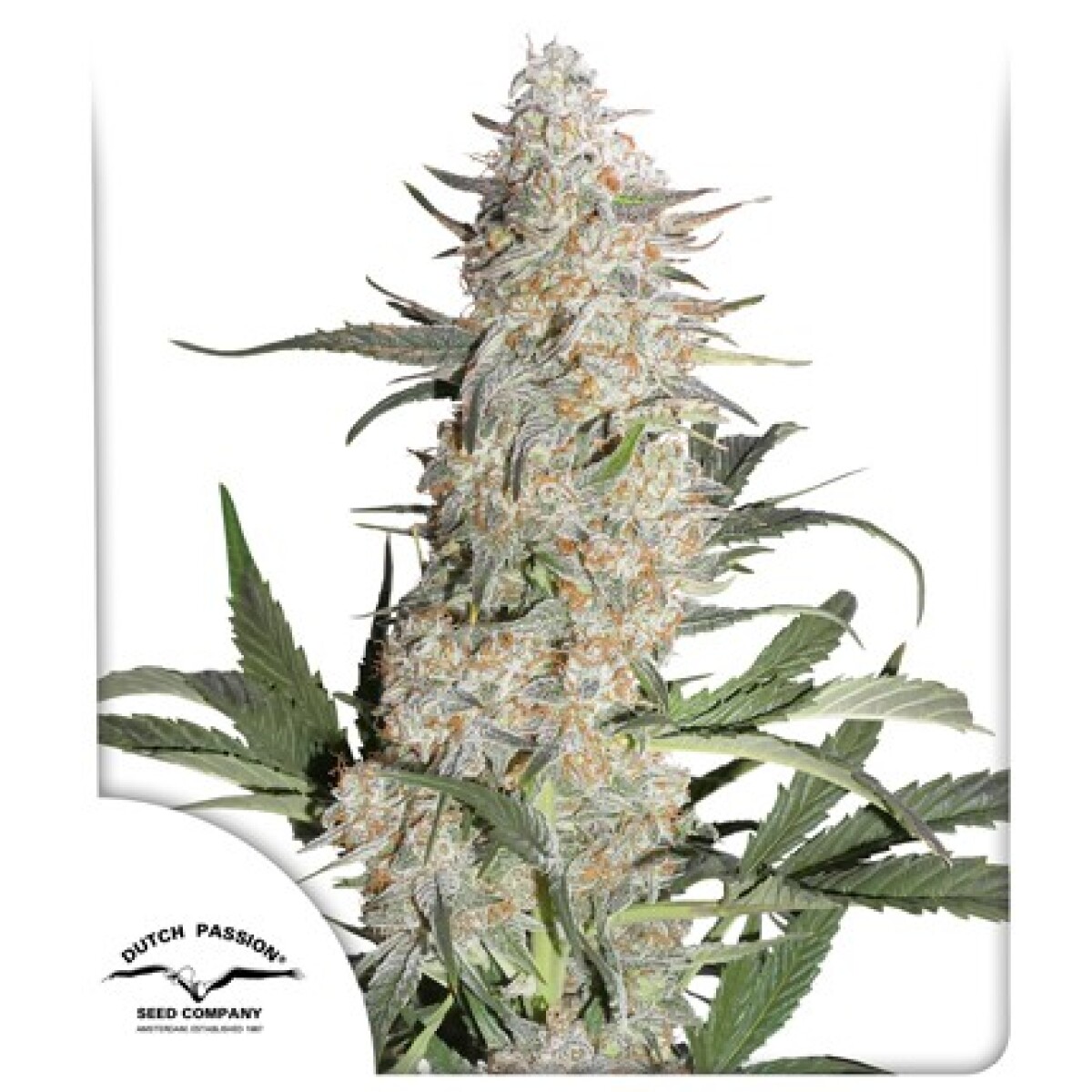 FEM - CRITICAL ORANGE PUNCH® X3 UNIDADES 