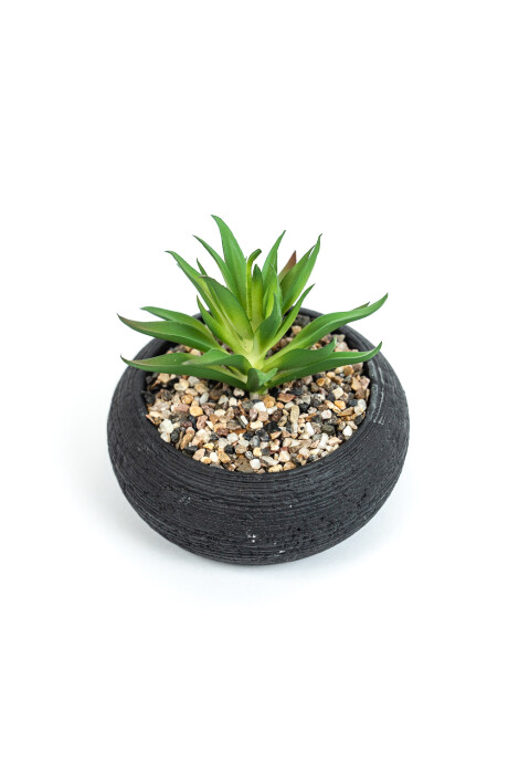 Planta Quovi Estampado 3
