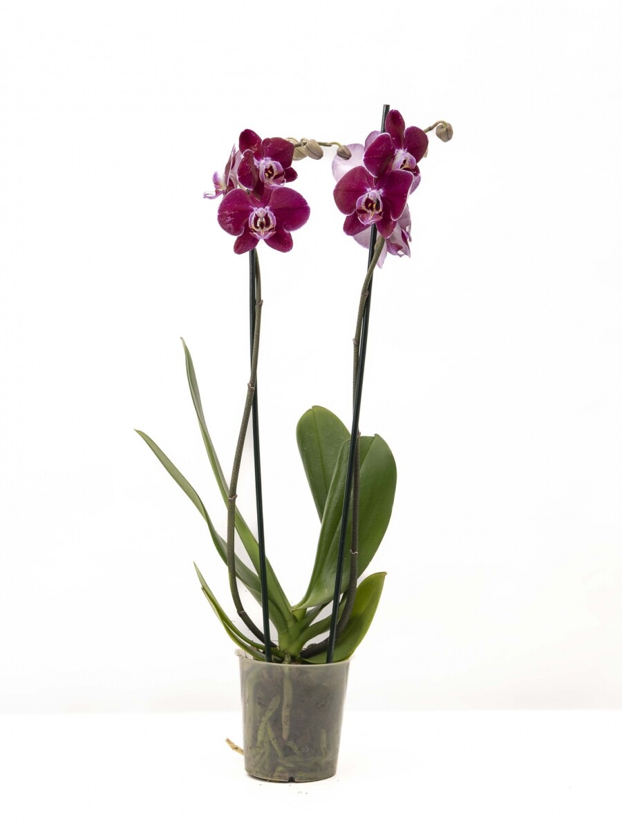 ORQUÍDEA PHALAENOPSIS VARAS RECTAS ORQUÍDEA PHALAENOPSIS VARAS RECTAS