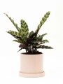 CALATHEA CON MACETA CERAMICA CON PLATO ROSA