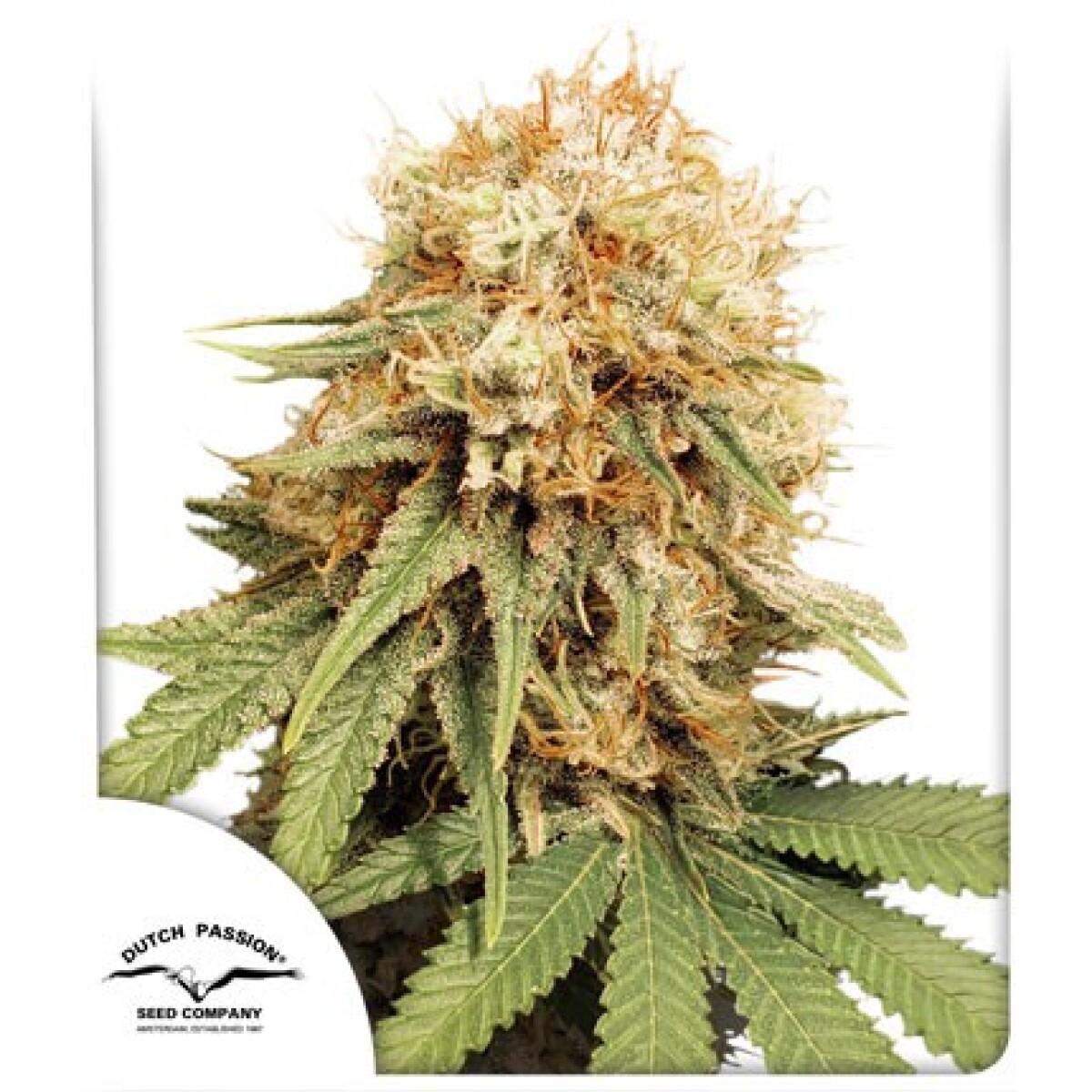 FEM - WHITE WIDOW X3 UNIDADES 
