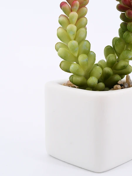 SUCULENTA VERDE