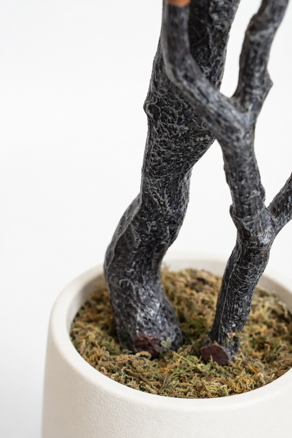 Planta Ficus Color Unico