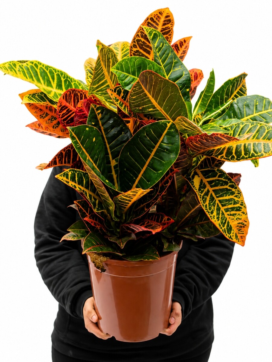 CROTON L CROTON L