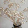 Ramo de flores secas tipo Gypsophila Ramo de flores secas tipo Gypsophila