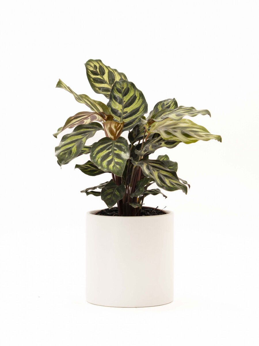 CALATHEA CON MACETA CERAMICA BLANCA