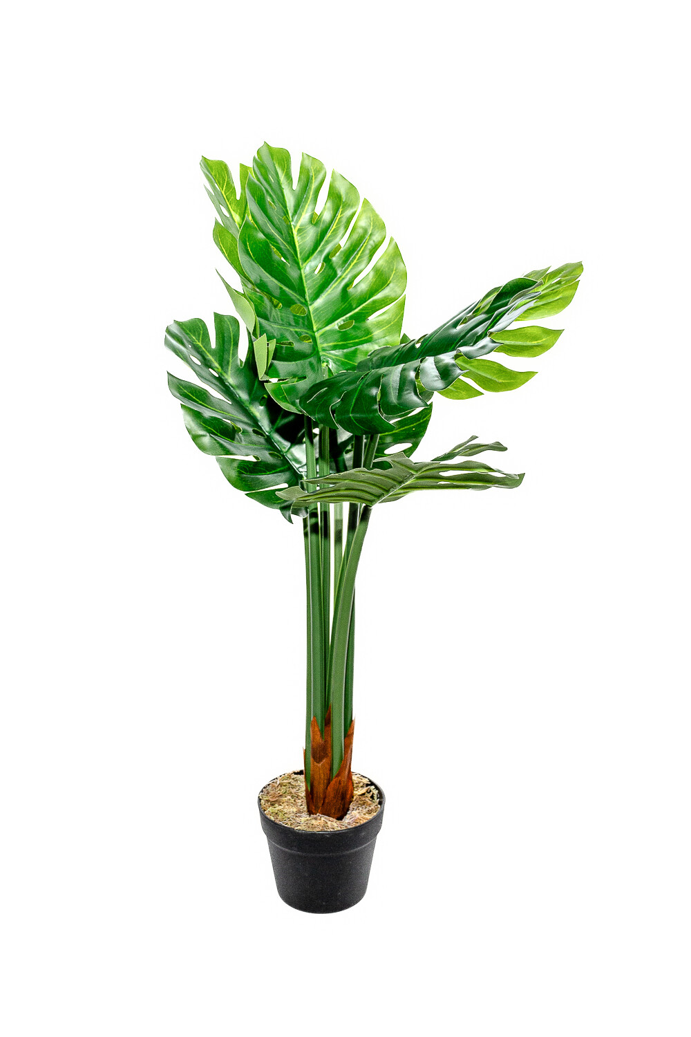 Planta Monstera 85cm Color Unico