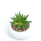 Planta Quovi Estampado 3